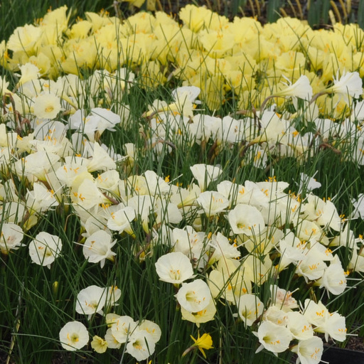 Narcissus cantabricus var. foliosus white & yellow